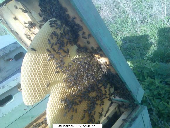 caut printre apicultori grea viata stai prin pastoral acum vezi cum trece floarea albinele pot iesi