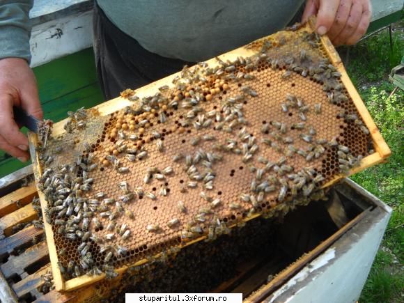 proapi apicultor stie trebuie aiba aceleasi vetre pastoral an, stie productie poate conta, stie