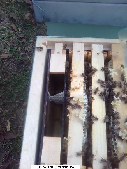 din mures, salaj sa-mi fac proiectul masura 141 mutat parte din albine teren cumparat din 2006. CLUB STUPARITUL