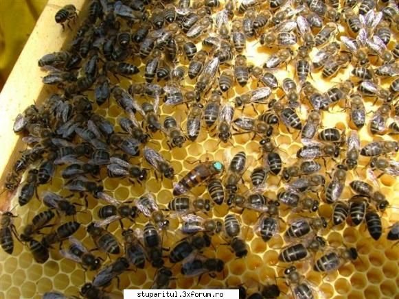 omologarea rasei apis mellifera carpatica apis melifera sicula pana urma unele seamana atat mult