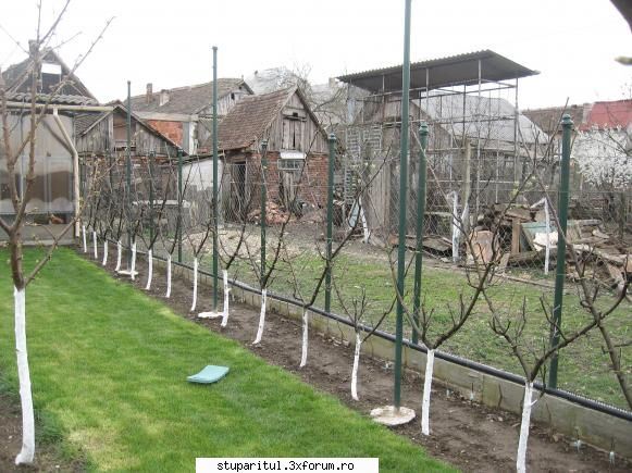fetitele mele dragi asa arata gardul belgian primavara lui 2010 .chestia verde care vedeti gazon