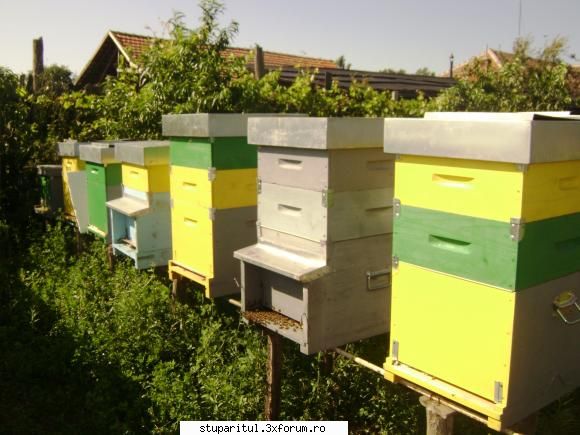 cum colectati polenul? poate vedea imagine cum primul stup terasa albina mai bine spus face timp shi