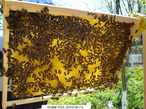 familiilor albine aceasta este rama introdusa cladit. intors-o, iar azi aveam gand schimb alta, dar