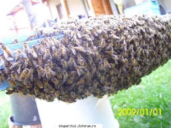 roirea pentru stoparea sau pentru folosirea -albinele care ntorc cmp şi cele scuturate care