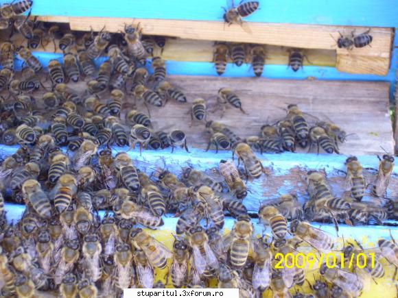 roirea pentru stoparea sau pentru folosirea albinele vor intra stup suratele şi vor apuca
