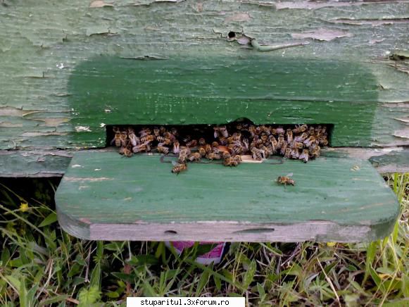 fundul antivaroa roi. roi intrarile mici iar albinele acolo erau deranjate frig.m-am referit fam