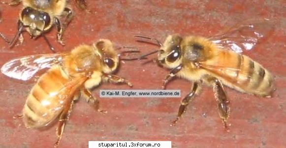 rase albine poze apis mellifera ligustica (italiana)