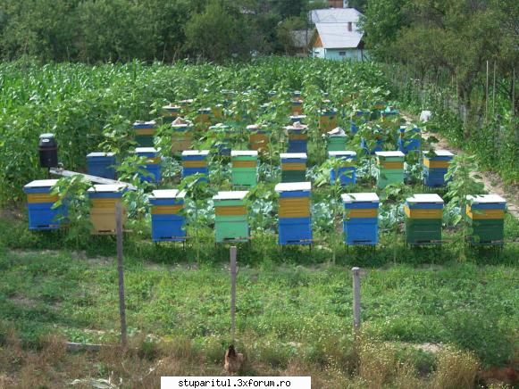 daniel marcus daniel,27 anu inceput ocup de  apicultura din martie 2007, cand mi-am cumparat