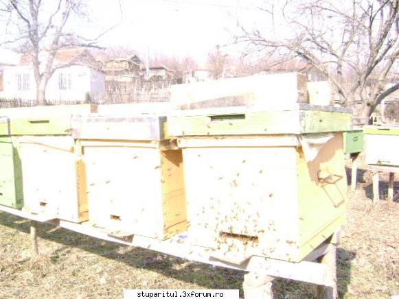 ianuarie februarie interesant daca posta apicultori din mai multe parti ale tarii vedem cum merg