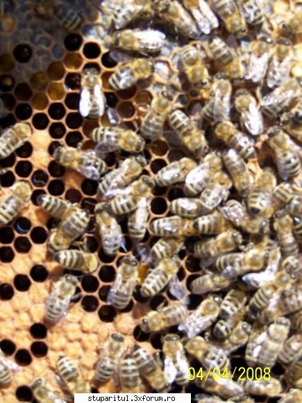 ciocansebi si-acum rasa curata rasa anumita normal albinele pota ajunge decat ajutorul omului,se