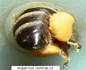 colector polen buna ziua, testat preferinta albinelor (stupi putere egala, 6-7 rame albine, miere,