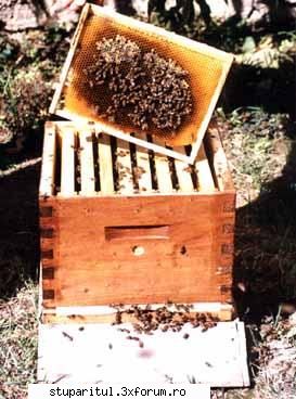 da...de apicultura cand apucam? dani popovici scris:eu taaaree... curios cum combate tehnologic CLUB STUPARITUL